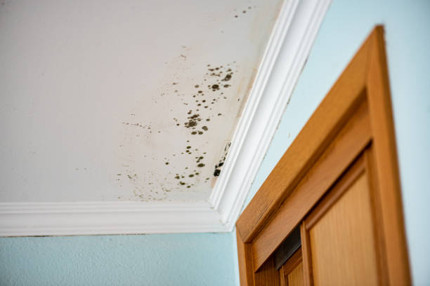 Best Professional Mold Removal  in Chicopee, MA