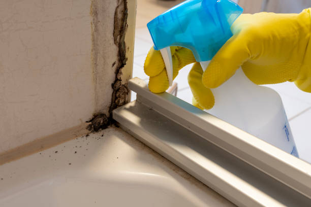 Best Commercial Mold Removal  in Chicopee, MA