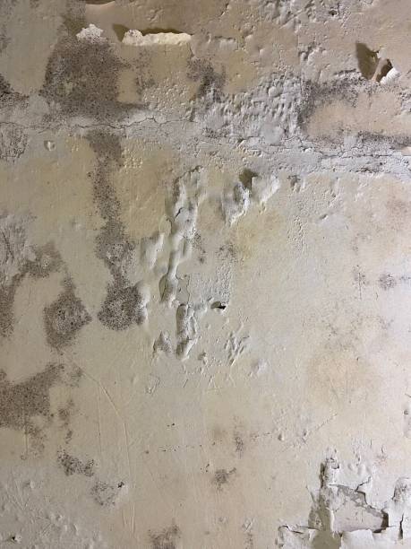 Best Mold Remediation  in Chicopee, MA