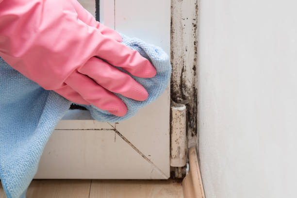 Best Mold Damage Repair  in Chicopee, MA