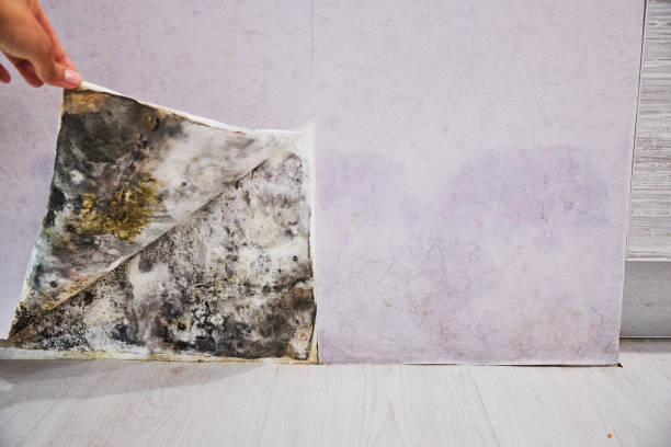 Best Attic Mold Removal  in Chicopee, MA